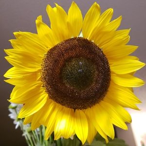 Meet your Posher, Pier 725